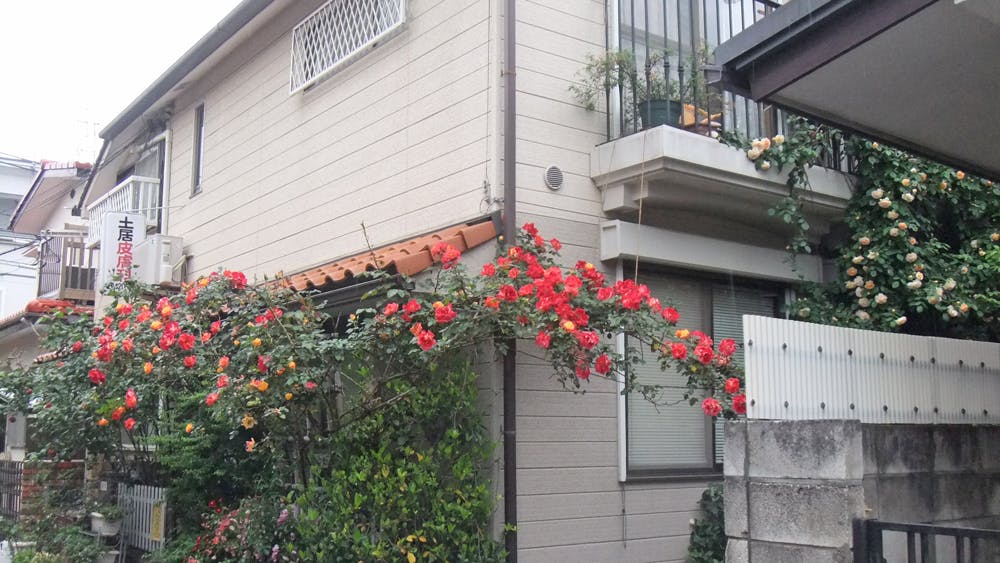 土居皮膚科外観